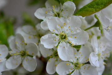 Blooming spring branches with green leaves and white flowers. Elegant gentle pastel nature.

