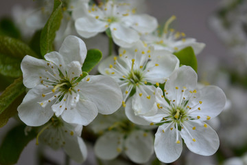 Blooming spring branches with green leaves and white flowers. Elegant gentle pastel nature.
