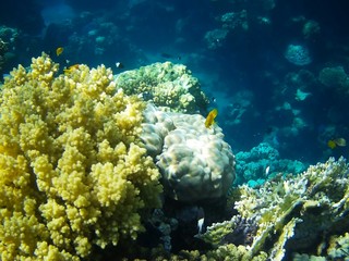 Beautiful tropical fish, Utopia resort, Marsa Alam, Egypt