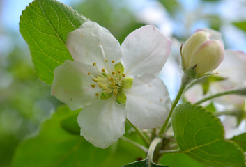 Obraz premium Blooming spring branches with green leaves and white flowers. Elegant gentle pastel nature. 