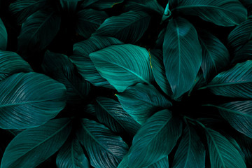 leaves of Spathiphyllum cannifolium, abstract green texture, nature background, tropical leaf