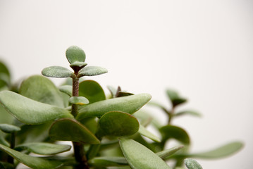 Belle plante grasse sur fond d'un mur blanc