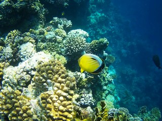 Naklejka na ściany i meble Beautiful tropical fish, Utopia resort, Marsa Alam, Egypt