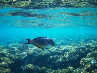 Beautiful tropical fish, Utopia resort, Marsa Alam, Egypt