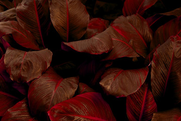 leaves of Spathiphyllum cannifolium, abstract colorful texture, nature background, tropical leaf