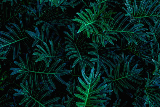 tropical leaves, abstract green leaves pattern texture, nature background © Nabodin