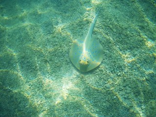 Beautiful tropical fish, Utopia resort, Marsa Alam, Egypt