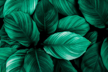 leaves of Spathiphyllum cannifolium, abstract green texture, nature background, tropical leaf