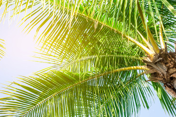 Panele Szklane Podświetlane  Palmy kokosowe pozostawia widok perspektywiczny, tropikalne liście palmowe w tle
