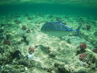Beautiful tropical fish, Utopia resort, Marsa Alam, Egypt