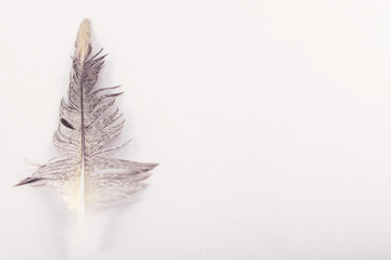 feather on a background