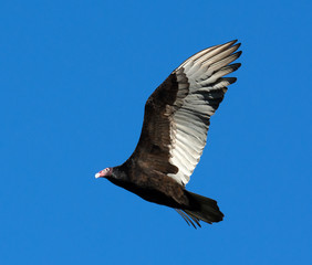 Turkey vulture with black and gray wings, bald red head, and yellow beak is in flight against a bright blue sky.