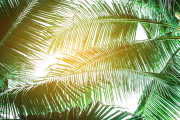 Coconut palm leaves perspective view , tropical palm leaves background