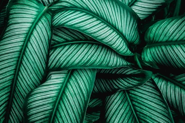 grüne blätter natur hintergrund, nahaufnahme verlässt textur, tropische blätter © Nabodin