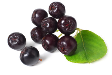 Chokeberry with green leaves isolated on white background. Black aronia