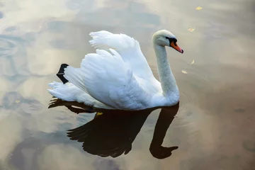 Foto op Plexiglas Een witte zwaan drijft op het oppervlak van een meer in een stadspark. © Marina Gordejeva