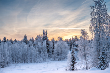 Beautiful sunset in winter forest