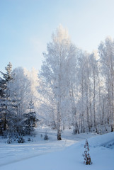 Trees covered with ice and snow. Winter forest. Winter fairy tale. Wintertime.