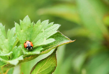 Ladybug green Background