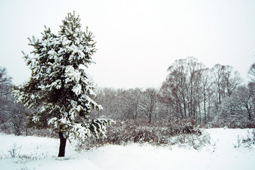 Fir tree covered with snow on a snowy field. Winter forest. Monochromatic.