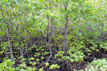 Mangrovenwald