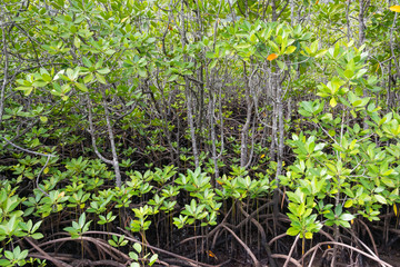 Mangrovenwald