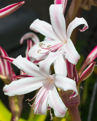 tropische Lilie