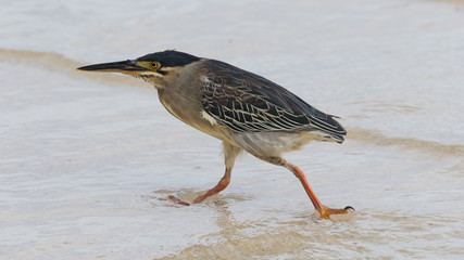 Strandvogel