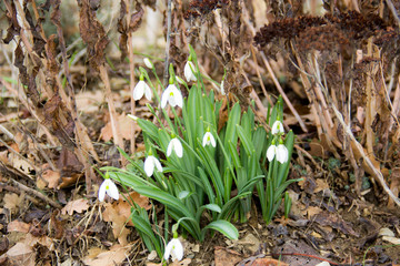 Snowdrops in the wild, first spring flowers