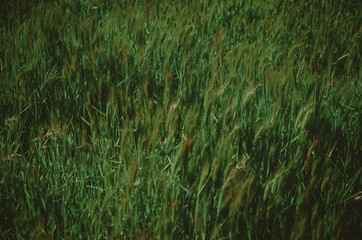 green grass background