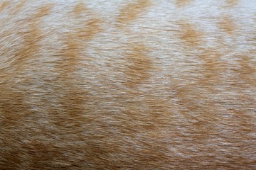 Close up fur of ginger tabby cat textured.