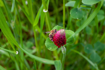 Nahaufnahme einer Biene auf einer Blume