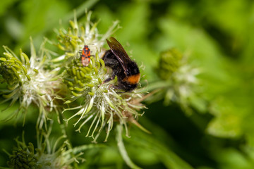 Nahaufnahme einer Biene auf einer Blume