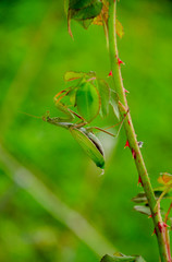 mante religieuse 023