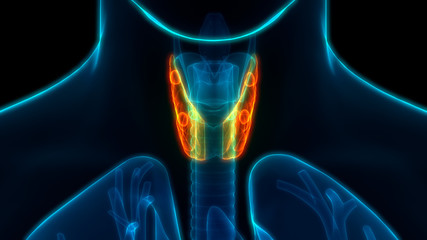 Human Glands Lobes of Thyroid Gland Anatomy - obrazy, fototapety, plakaty