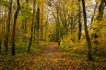 Herbstlicher Wald im Elsass bei Erstein
