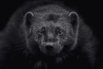 Close-up of a wolverine (Gulo gulo) looking at camera and isolated on black background