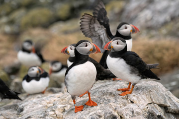 Group of puffins standing on a rock.  Puffins in the foreground are looking at each other.  Image...
