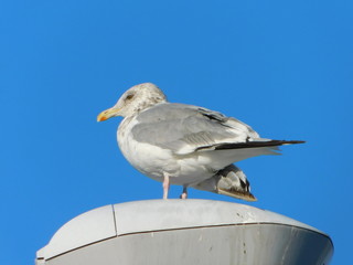 街灯に留まるセグロカモメ