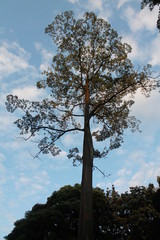 tree and blue sky