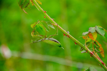 mante religieuse 030