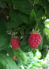 ripe raspberries on a bush