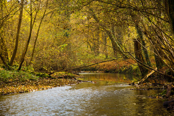 November im Ried bei Erstein im Elsass