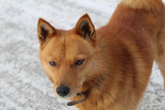 red dog on the street in winter close-up / photo of a fluffy dog.have household pet wolf a ginger color of.in winter, the animal walks on the street.