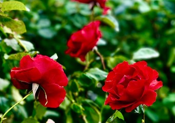 red rose in garden