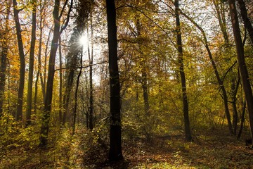 Fototapeta premium Herbstlicher Wald im Elsass bei Erstein