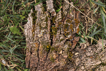 top view of brown piece of texture bark with moss on green grass in forest