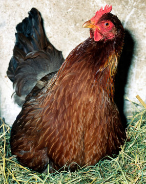 WelsumerHuhn