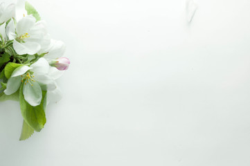 soft focus of blossoming apple branch and petals on white background with copy space