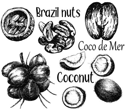 Set of hand drawn sketch style different kinds of nuts isolated on white background. Vector illustration.